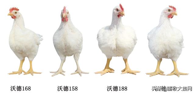 肉鸡品种大全，一图读懂全家福